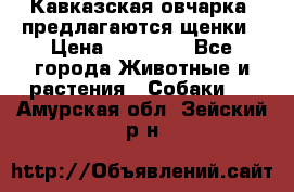 Кавказская овчарка -предлагаются щенки › Цена ­ 20 000 - Все города Животные и растения » Собаки   . Амурская обл.,Зейский р-н